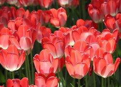 Rozświetlone, Kwiaty, Czerwone, Tulipany