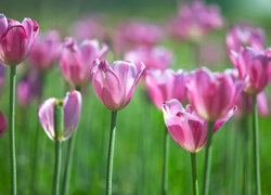 Kwiaty, Rozświetlone, Tulipany, Różowe