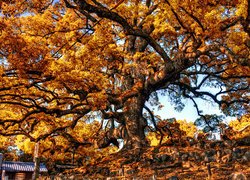 Rozłożyste drzewo w barwach jesieni