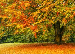 Rozłożyste drzewo w jesiennych barwach