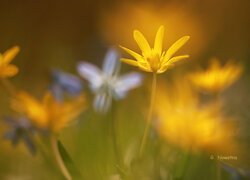 Rozmyte tło i żółte kwiaty ziarnopłonu wiosennego