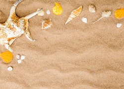 Różne rodzaje muszelek na piasku