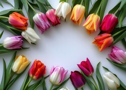 Różnokolorowe tulipany na jasnym tle