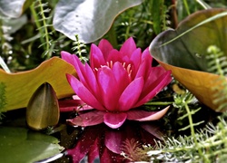 Kwiat, Lilia wodna, Rośliny, Liście