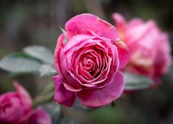 Różowa róża w zbliżeniu