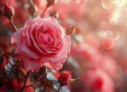 Różowa róża z pąkiem na rozmytym tle
