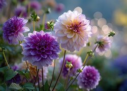 Różowe, Fioletowe, Dalie, Grafika AI