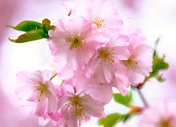Różowe kwiaty japońskiej wiśni