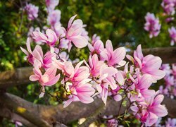 Różowe kwiaty magnolii na gałązkach