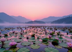 Wschód słońca, Jezioro, Mgła, Góry, Lilie wodne