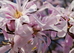Magnolia, Różowe, Płatki, Gałązka