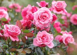 Różowe róże w ogrodzie