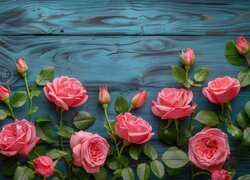 Różowe róże z pąkami na niebieskich deskach