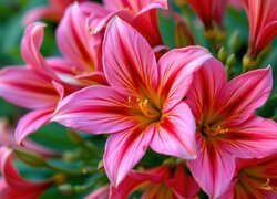 Różowe, Rozkwitnięte, Kwiaty, Zbliżenie