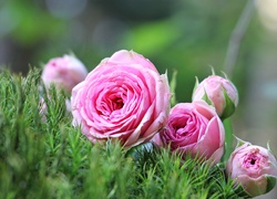 Różowe różyczki