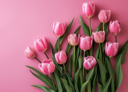 Różowe tulipany rozłożone na różowym tle