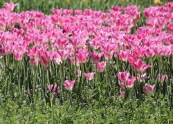 Różowe tulipany w słońcu