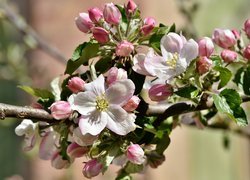 Różowo-białe kwiaty i pąki na gałązce jabłoni