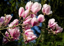 Różowo-białe kwiaty magnolii na gałązce