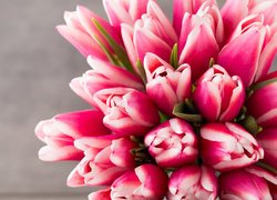 Różowo-białe pąki tulipanów