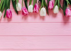 Różowo- białe tulipany
