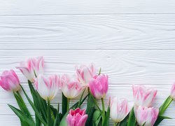 Różowo-białe, Tulipany, Deski