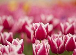Kwiaty, Tulipany, Różowo białe, Wiosna