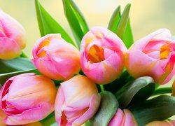 Kwiaty, Różowo-żółte, Tulipany, Liście