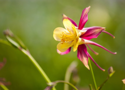 Różowo-żółty kwiat orlika
