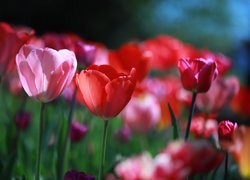 Różowy i czerwone tulipany