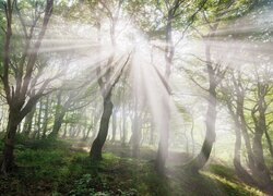 Rozproszone promienie słońca w lesie