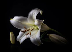 Rozświetlona biała lilia z pąkami na czarnym tle