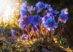 Niebieskie, Kwiaty, Przylaszczki, Trawa