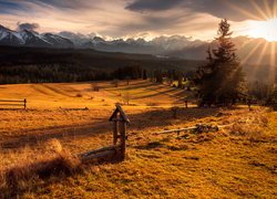 Rozświetlona promieniami słońca polana w Tatrach