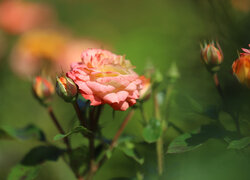 Rozświetlona róża z pąkiem