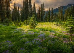 Park Narodowy Mount Rainier, Góry, Drzewa, Łąka, Kwiaty, Stan Waszyngton, Stany Zjednoczone