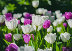 Rozświetlone białe i różowe tulipany