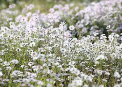 Rozświetlone białe kwiaty na łące