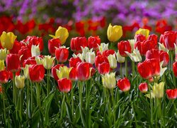 Rozświetlone blaskiem słońca kolorowe tulipany
