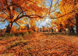 Jesień, Drzewa, Liście, Promienie słońca