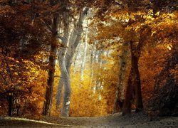 Rozświetlone drzewa z pożółkłymi liśćmi w jesiennym lesie