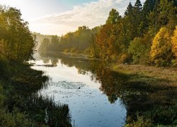 Rozświetlone jesienne drzewa nad rzeką