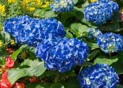 Kwiaty, Niebieskie, Rozświetlone, Hortensje