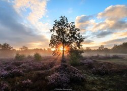 Wrzosowisko, Drzewa, Wschód słońca, Chmury, Wrzosy, Kesselse Heide, Gmina Nijlen, Belgia