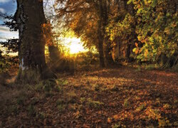 Rozświetlone promieniami słońca opadłe liście pod jesiennymi drzewami
