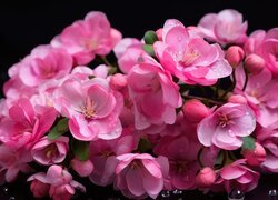 Rozświetlone różowe kwiatki i krople wody