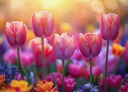 Rozświetlone różowe tulipany na rozmytym tle