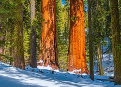Zima, Las, Drzewa, Sekwoje, Kalifornia, Park Narodowy King Canyon, Stany Zjednoczone