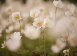 Białe, Zawilce wielkokwiatowe, Kwiaty