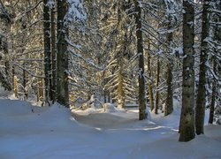 Rozświetlone słońcem drzewa w zimowym lesie